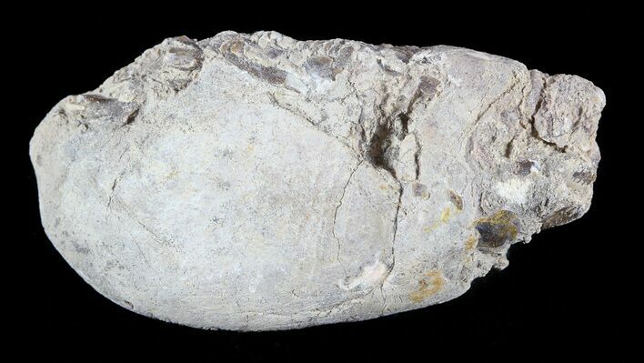 Cretaceous Fish Coprolite (Fossil Poop) - Kansas #49359